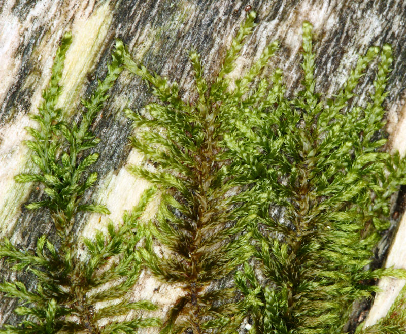 Platygyrium repens